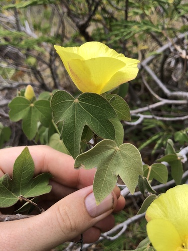 Gossypium tomentosum observed 2025-06-25
