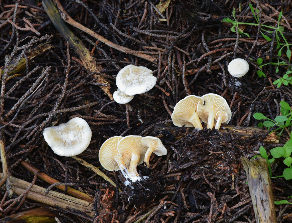 Lulesia sp. 'CA02'