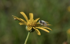 Corsomyza tricellulata