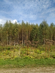 Heracleum sosnowskyi
