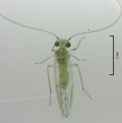 Austropsocus viridis