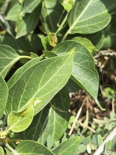 Stephanotis volubilis, photograph 6