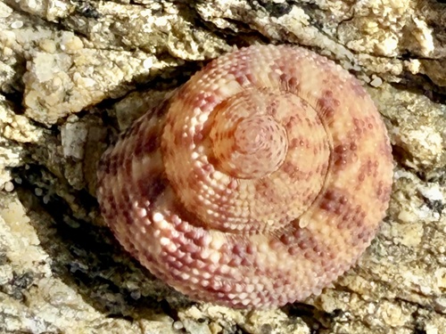 Clanculus floridus, 2025-06-28