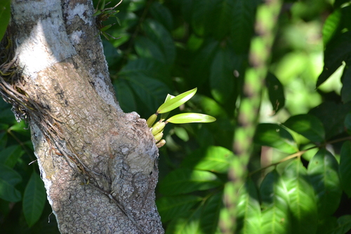 Epidendrum laterale Rolfe