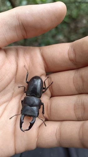Dorcus hirticornis