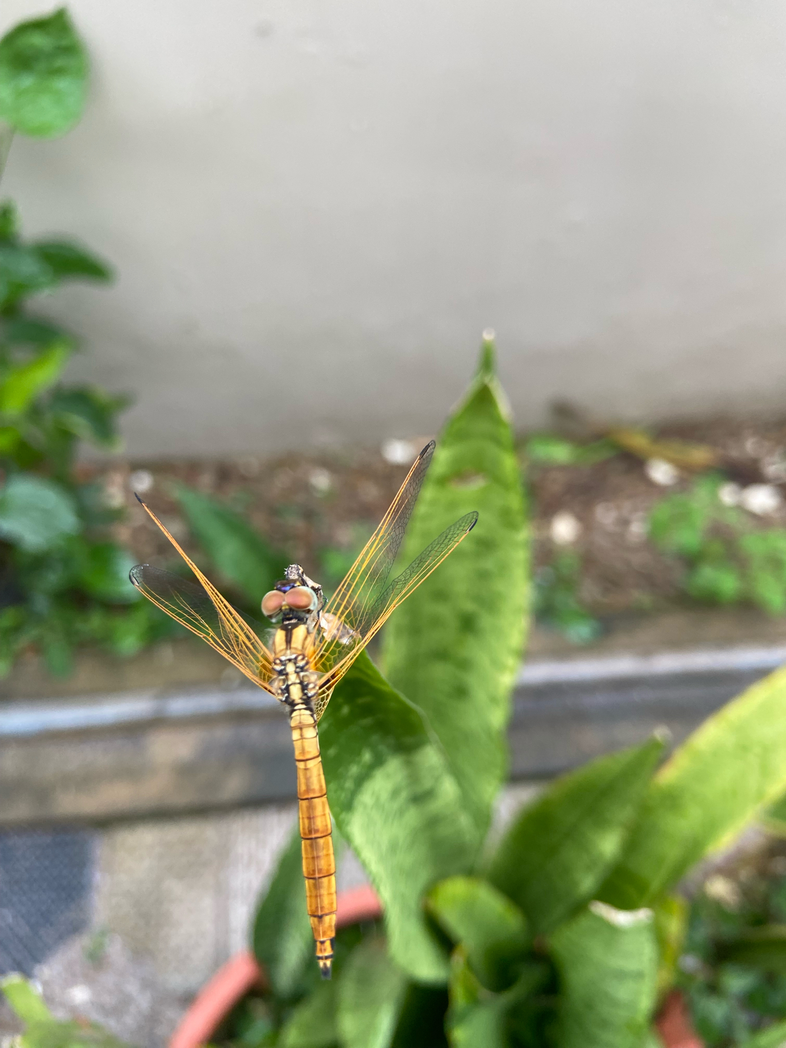 Crimson Marsh Glider