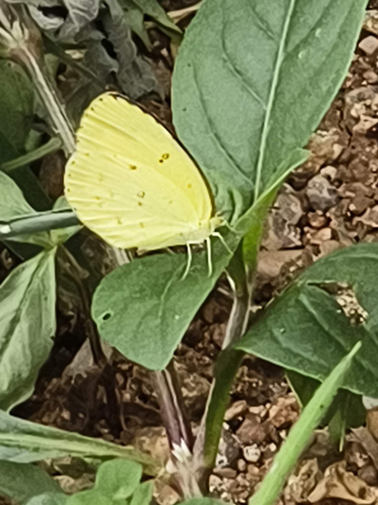 Common Grass Yellow
