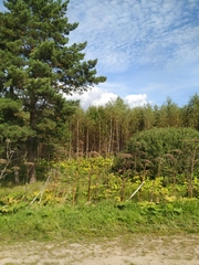 Heracleum sosnowskyi