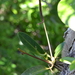 Anthurium paludosum - Photo 由 Letizia Weichgrebe 所上傳的 (c) Letizia Weichgrebe，保留部份權利CC BY-NC