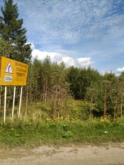 Heracleum sosnowskyi