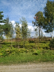 Heracleum sosnowskyi