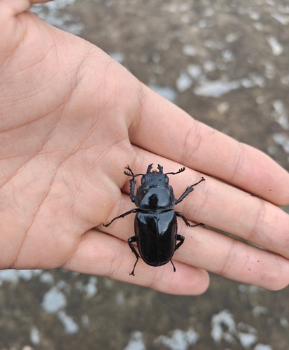 Prosopocoilus confucius