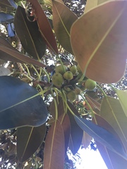 Ficus macrophylla
