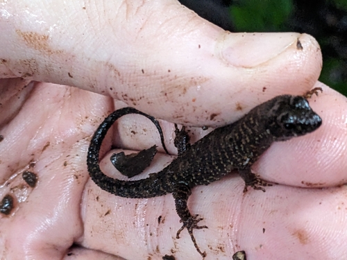Prickly Forest Skink, Gnypetoscincus queenslandiae