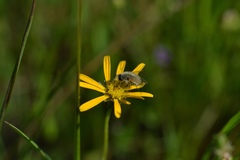 Corsomyza tricellulata