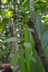 Codonanthopsis macradenia