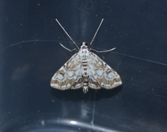 Elophila nymphaeata