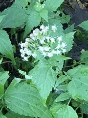 Ageratina altissima