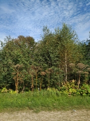 Heracleum sosnowskyi