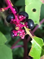 Phytolacca americana