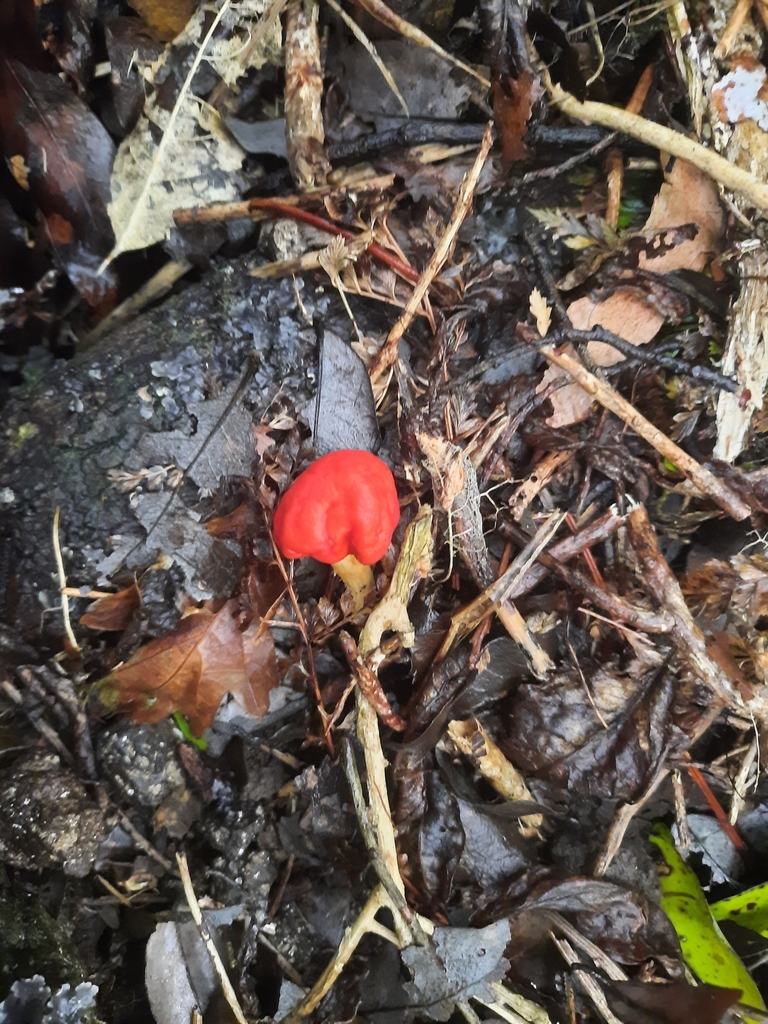 Leratiomyces erythrocephalus · June 2025 · photo: © stellafish (iNaturalist, cc-by)
