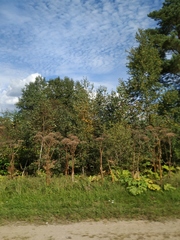 Heracleum sosnowskyi