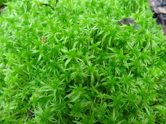 Sphagnum fallax