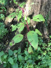 Phytolacca americana