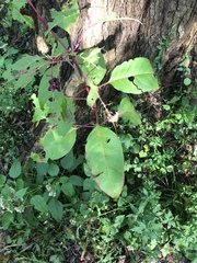 Phytolacca americana