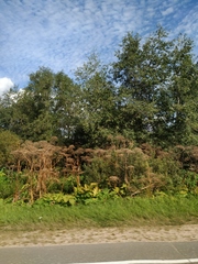 Heracleum sosnowskyi