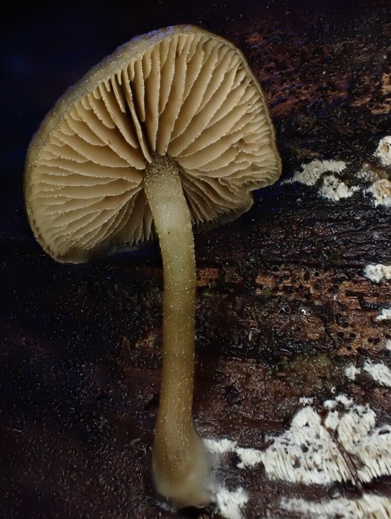 Simocybe phlebophora · June 2025 · photo: © beau_meister (iNaturalist, cc-by)