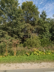 Heracleum sosnowskyi