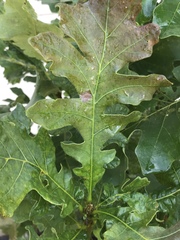 Quercus macrocarpa