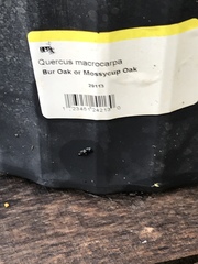 Quercus macrocarpa