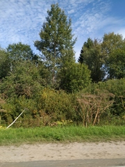 Heracleum sosnowskyi