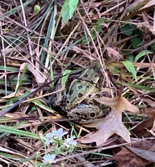 Lithobates kauffeldi