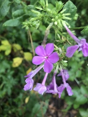 Phlox paniculata