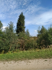 Calamagrostis epigejos