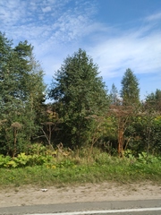 Heracleum sosnowskyi