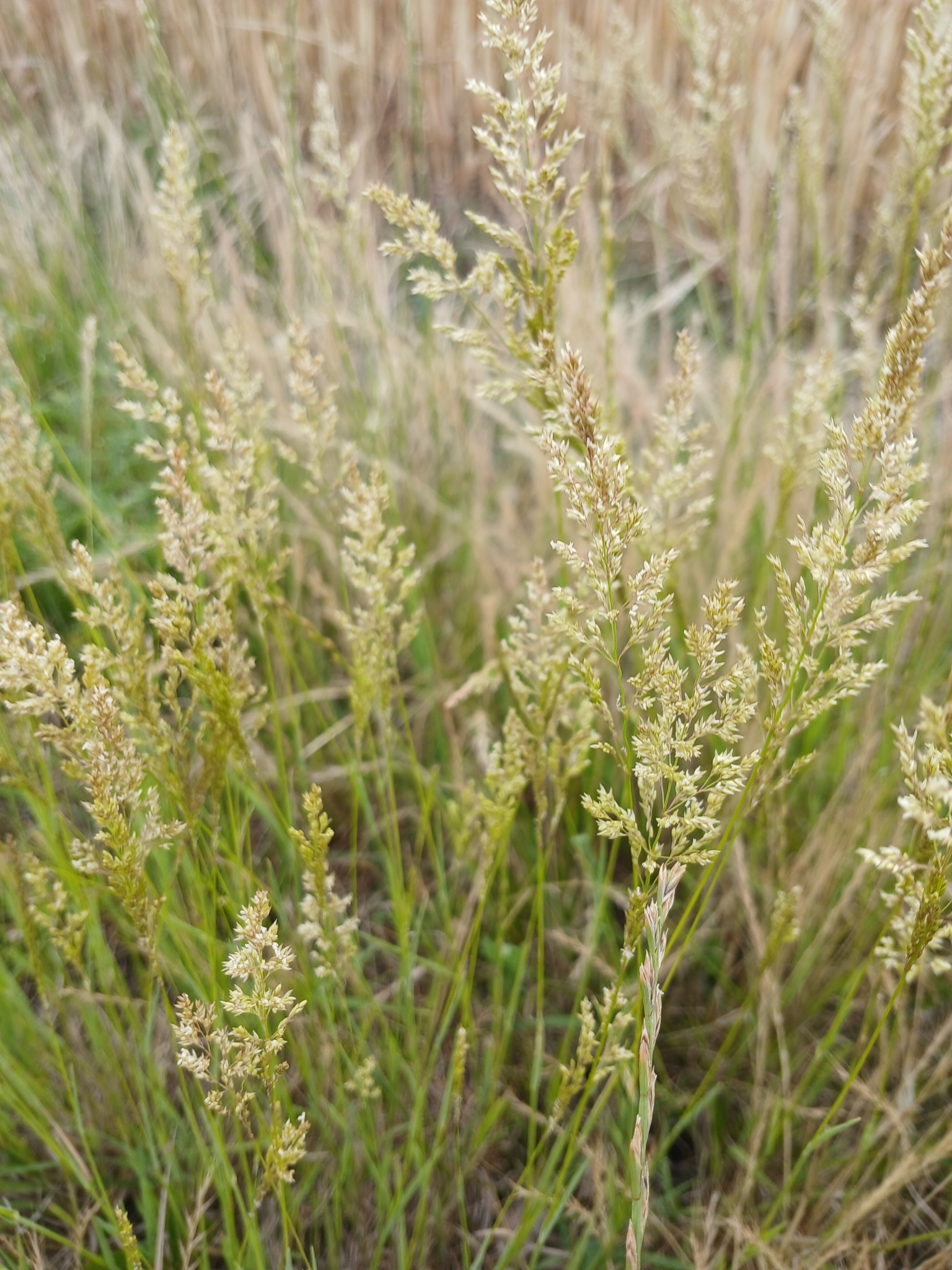 Agrostis stolonifera