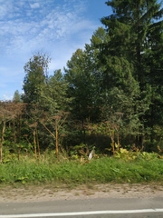 Heracleum sosnowskyi