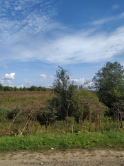 Heracleum sosnowskyi