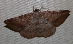 Chiasmia brongusaria