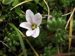 Geranium multipartitum