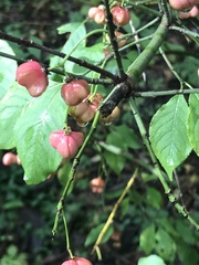 Euonymus atropurpureus