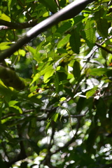 Image of Peperomia macrostachyos
