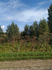 Heracleum sosnowskyi