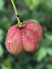 Euonymus atropurpureus