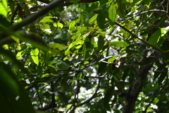 Peperomia macrostachyos