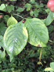 Euonymus atropurpureus